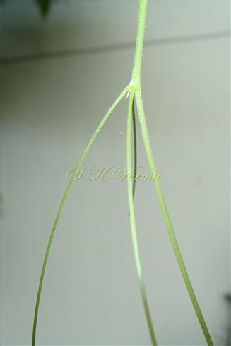  Tendril